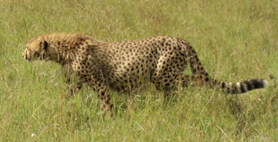 Cheetah Masai Mara