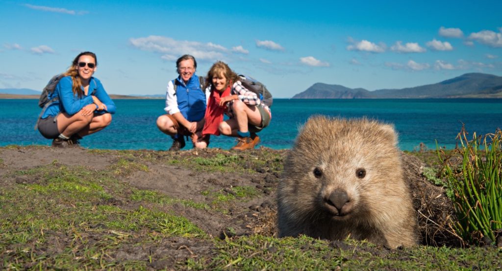 Wombat, Maria Island, Tasmania