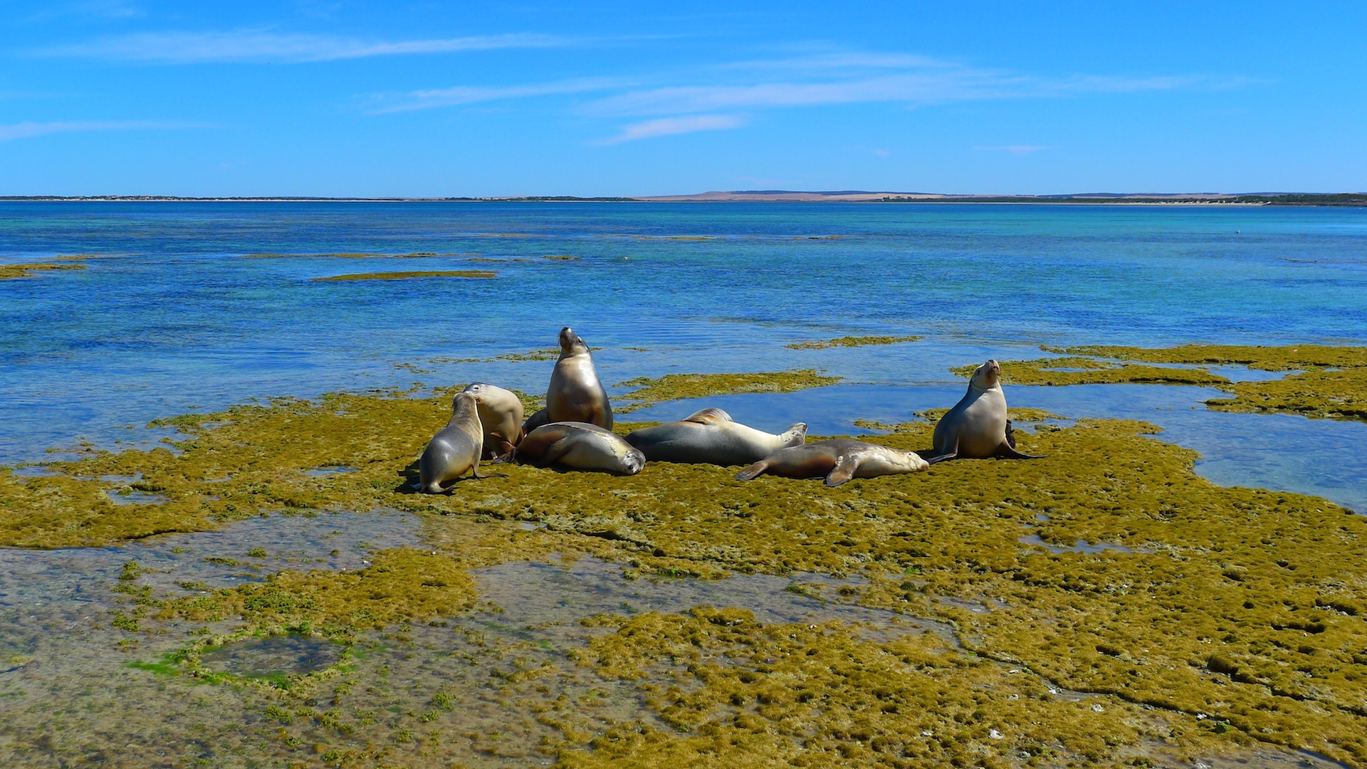Seals at Eyre Peninsula, SA