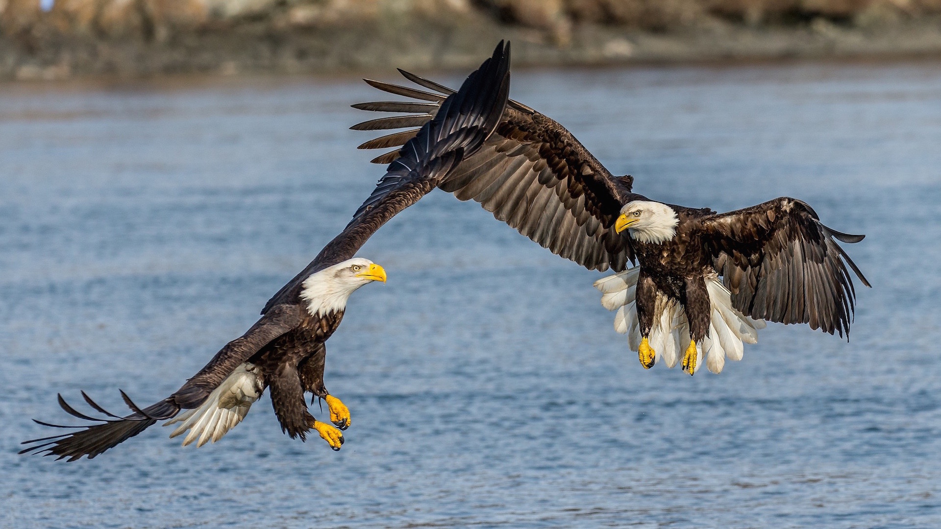 Bald Eagles, Alaska