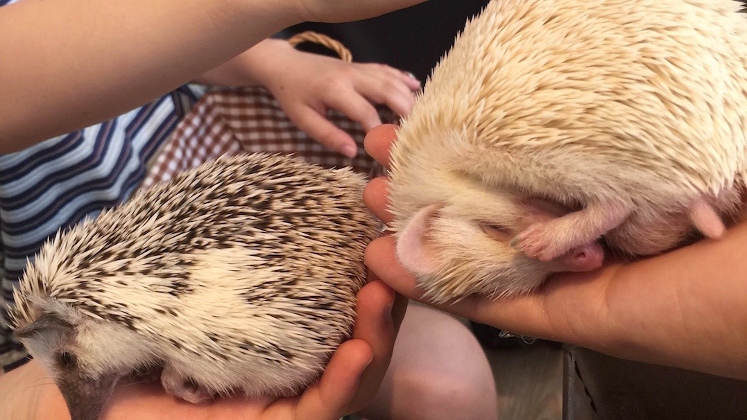 Harry hedgehog cafe, tokyo